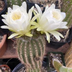 Vanilla Ice Cactus Blooming Plant, Very Easy To Care Full Sun Plant Water Every 2 Weeks In 3 Gallons Pot Pick Up Only