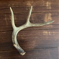 Whitetail Antler Shed