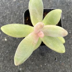 Succulent - Jewel Leaf Plant