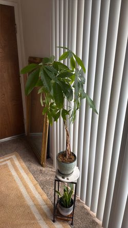Money Tree