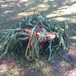 Platycerium Staghorn Plant Large