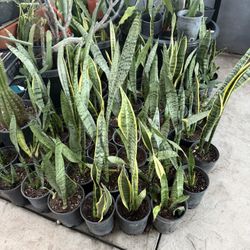 snake plant