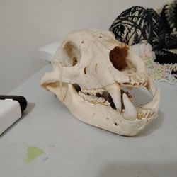 Bear Skull 