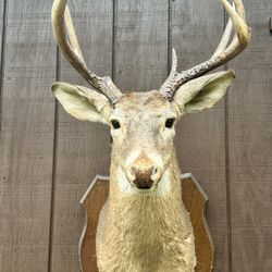 Deer Head With Wood Mount