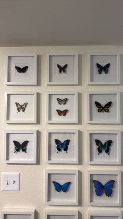 Real Butterfly Displays