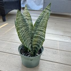 Snake plant, Sanseveria comes in a 6” nursery pot. Check profile for more plants 