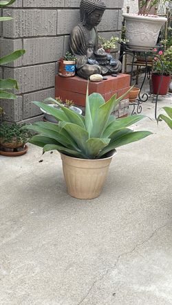 Big agave