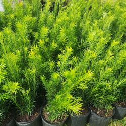 Spectacular Podocarpus Plants For Inmediate Privacy !!! About 3 Feet Tall!!! Fertilized 