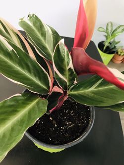 🌺🌺 STROMANTHE TRIOSTAR PLANT 🌺🌺