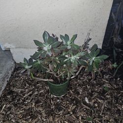 Beautiful Succulent Arrangements