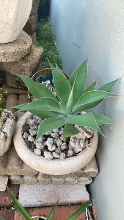 Plant