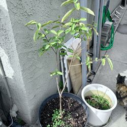 Guava Plant