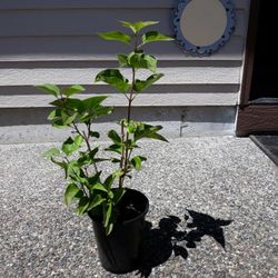 Lilak Tree 19" Purple Nice