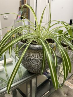 Spider House Plant Vintage Vase
