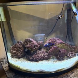 20gallon Salt water fish tank and filter NO LIVE ANIMALS
