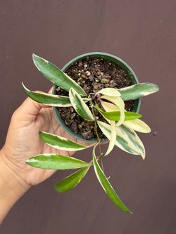 4” variegated Hoya Kentiana
