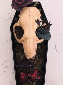 Oddities, Beaver skull in a coffin