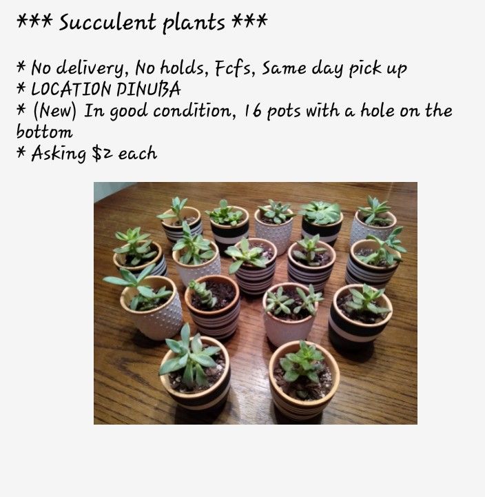 Succulent plants 3 for $5 or $2 EACH