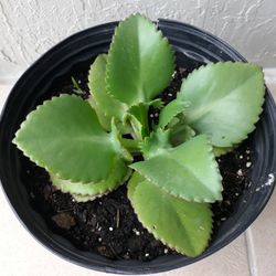 Kalanchoe Daigremontiana 'Mother of Thousands Plant'


