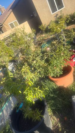 Climing roses