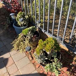 Plants