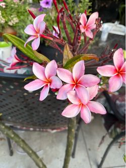 Plumeria plant cutting from 5 up 15 each no roots