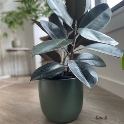 6 Beautiful House Plants For sale- Free Planters 