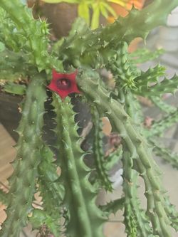 Big red dragon stapelia