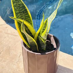 Ceramic Pot With Sensevieria Plant