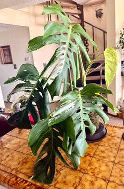 Monstera Albo, Variegated Monstera Plant