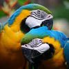 Parrot
