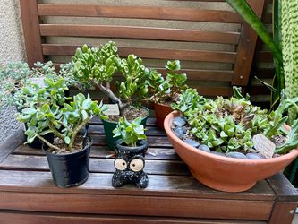 Plants for Sale