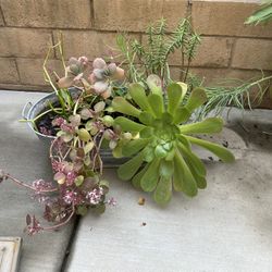 Huge Tub Of Succulents 