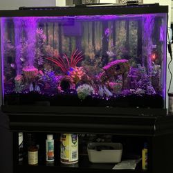 29 Gallon Fish Tank