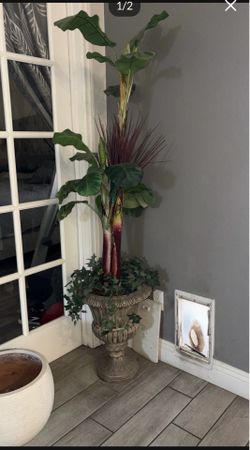 Plant 5 ft