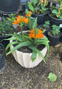 Sun star ornithogalum plant