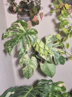 Monstera White Monster