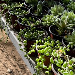 Succulents Plants 4”pot