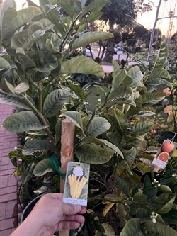 Buddha Hand/ Fingered Ciltron/ Phat Thu