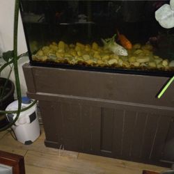 Fish Tank