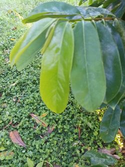 SOURSOP LEAVES 
