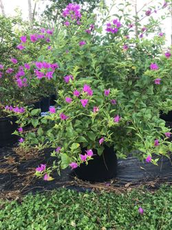Purple Bougainvillea Bush