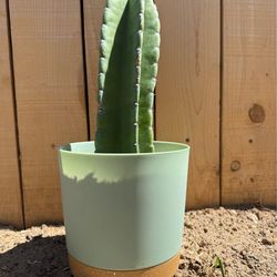 Giant Peruvian, apple cactus