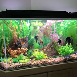 Custom 127 gallon Pentagon Aquarium 
