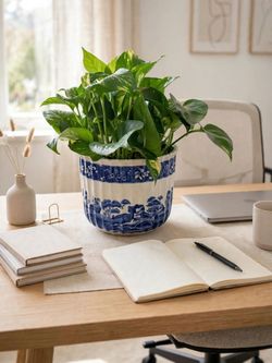 beautiful plant in ribbed porcelain planter.