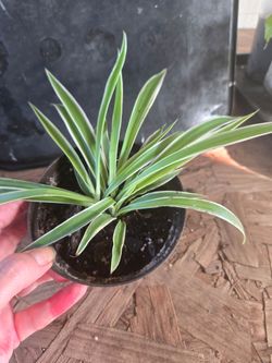 Spider plant