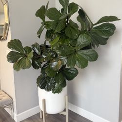 Real Flower - over 6 ft high