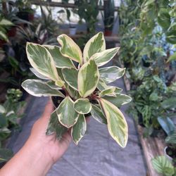 4” Peperomia Giny 