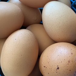 Dozen Of Eggs Chickens 