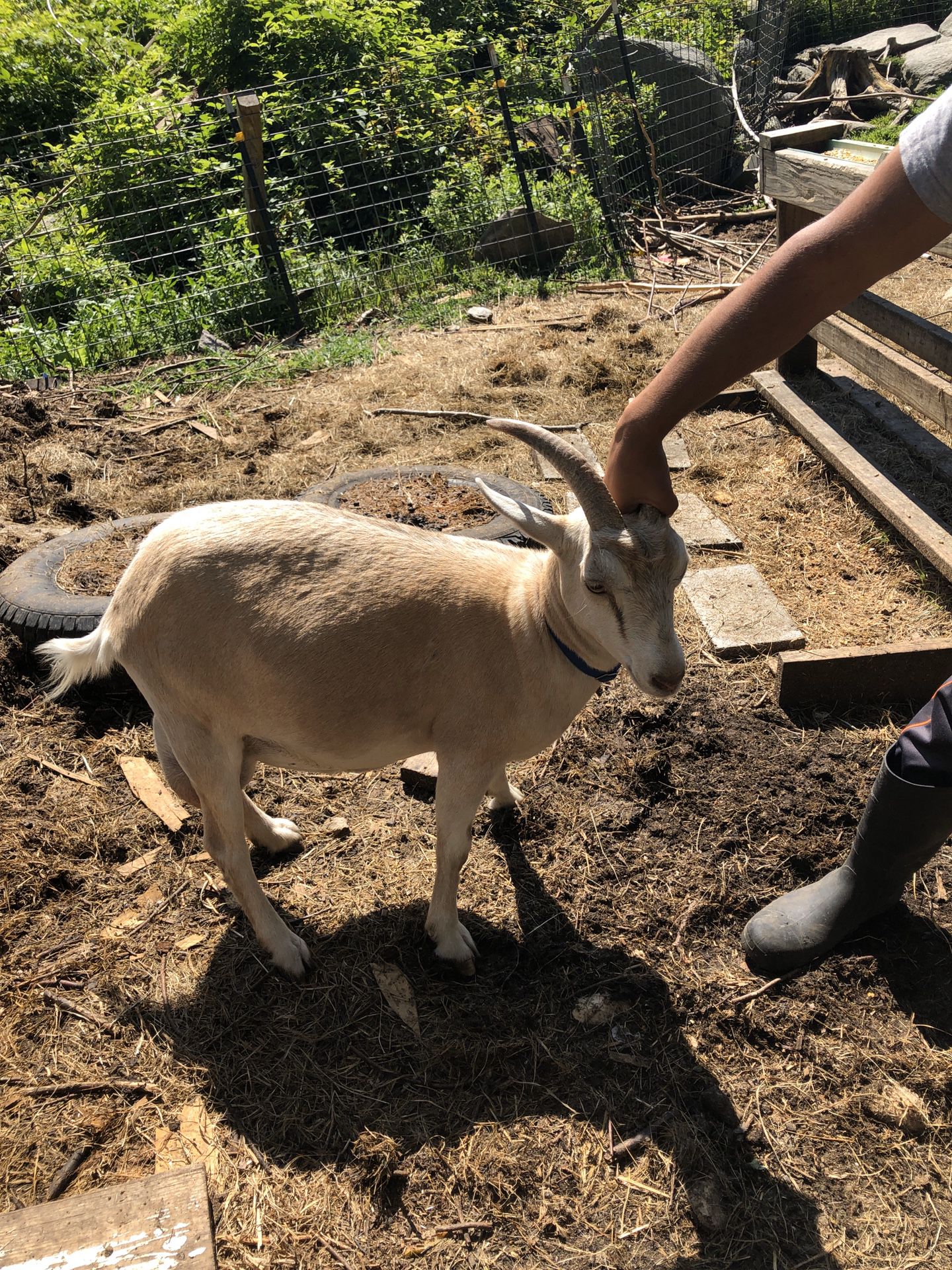 Female goats